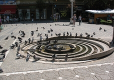 Birds Drinking in Timisoara, Romania
