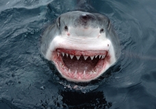 The Great White Shark- Mystery of the Deep