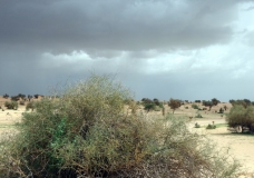 Nature 1