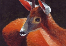 Stuey - Miranda Andresen