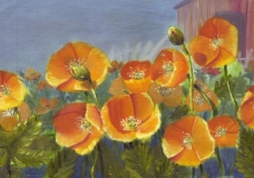 Meconopsis Cambrica - Joy Wan