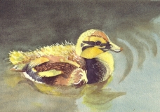 Mallard Duckling - Alexandra Swartz