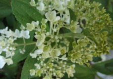 Young Blossoms - Melissa Tan