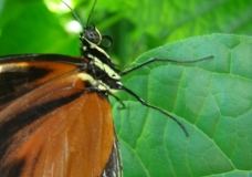 Butterfly - Madison Laine