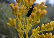 Beetle Hugging Flower - Lorie Tedford