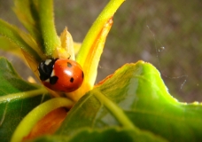 Ladybug - Kaitlin Laine