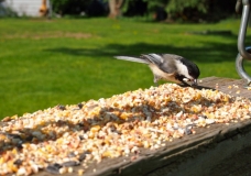 Chickadee - Danielle Van Werkhoven