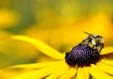 Bee - Curtis Van Impe