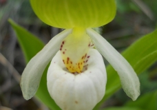 Not An Egg, but a Flower - Camas D'Antonio