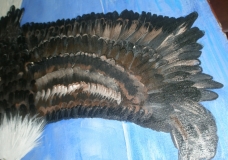 eagle wing