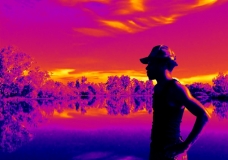 Pink Kakadu