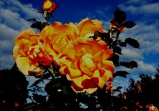 flower2