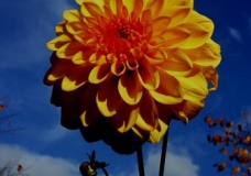 flower3