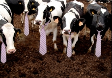 Executive Cow