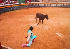 Vaqueria-The FEsten Brave!