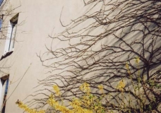 Wall