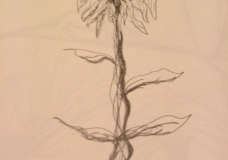 Growth