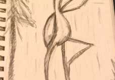 Wildlife2