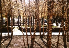 Trees