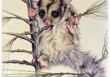 Alpine sugar glider possum