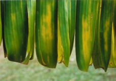 Banana Leaf