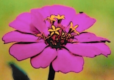 Fushia Flower