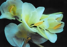 White Petals