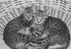 Sleeping Kittens