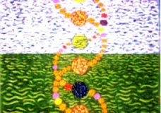 DNA ASENDING AND DESENDING