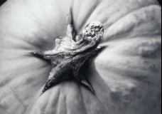 Pumpkin Top