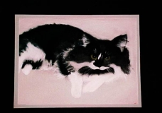 untitled(study.cat)