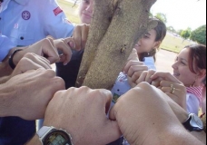 Entorno de uma arvoré