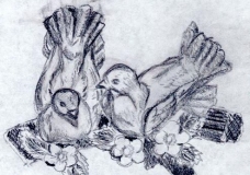 Doves