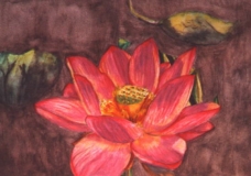 Lotus