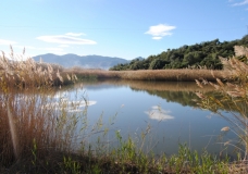 Protect our Marsh