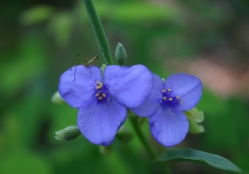 Tradescantia ernestia & Grasshopper