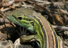 Six-lined racerunner