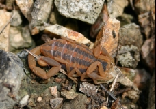 Scorpion