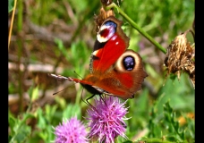Peacock Butterfly