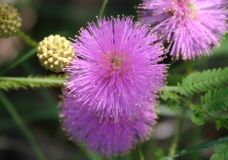 Sensitive Briar