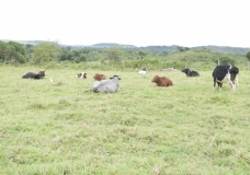 Ugandan Cattle at Njeru
