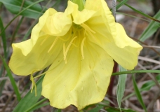 Missouri Evening Primrose