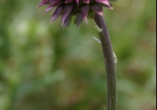 Exotic Thistle