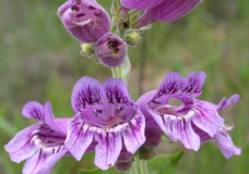 Purple Beard-Tongue