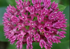 Purple Milkweed