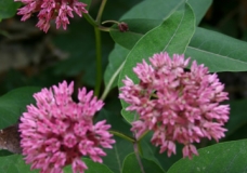 Another Purple Milkweed
