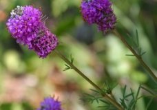 Purple Prairie Clover