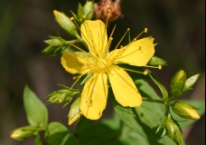 St. Johns Wort