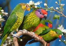 Parrots