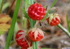 Wild Strawberries